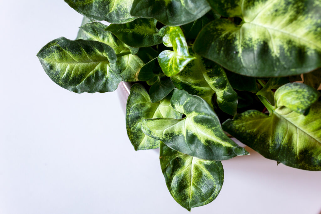 Jonge Syngonium Pixie plant in een stijlvolle pot