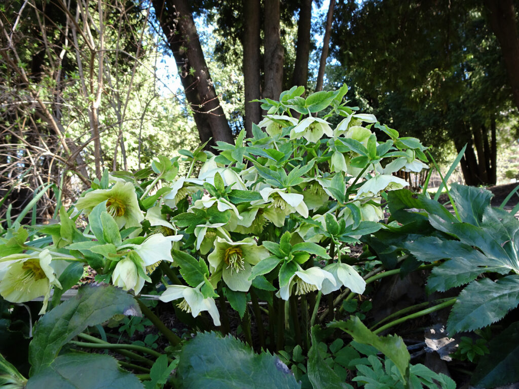 Water geven aan een Syngonium Pixie voor optimale groei