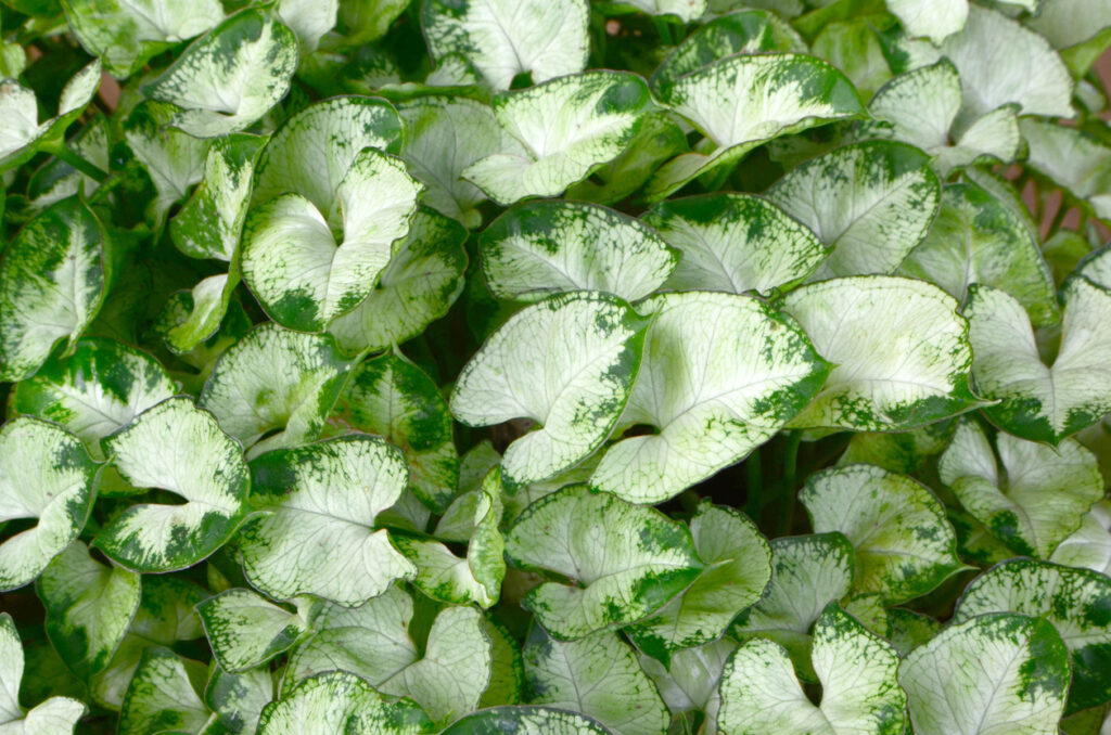 Overzicht van een volgroeide Syngonium Pixie