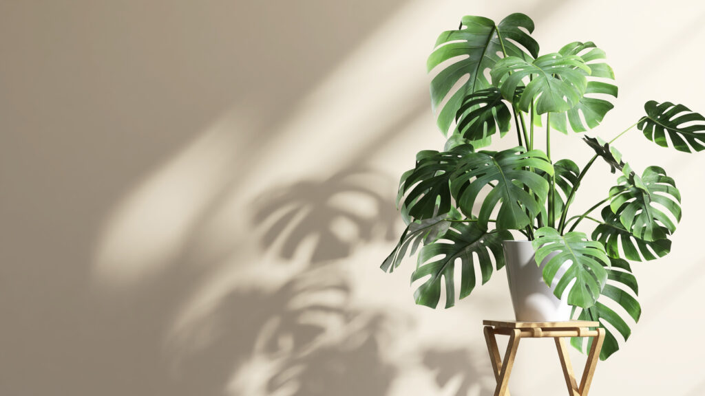 Beschadigde Monstera bladeren door tripsaantasting