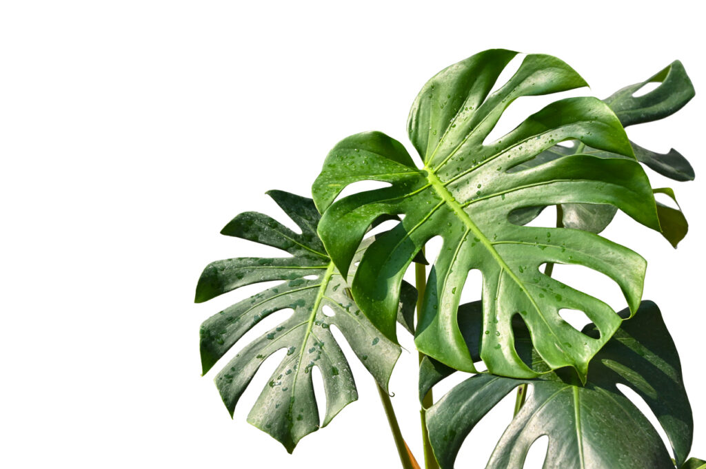 Natuurlijke bestrijdingsmiddelen voor trips op Monstera planten."