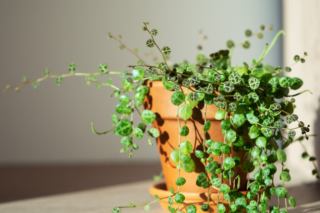 Close-up van Peperomia Prostrata-reeks schildpadden kamerplant in terracotta bloempot thuis over grijze muur. Trendy pretentieloze plant, hobbyconcept. Selectieve zachte focus