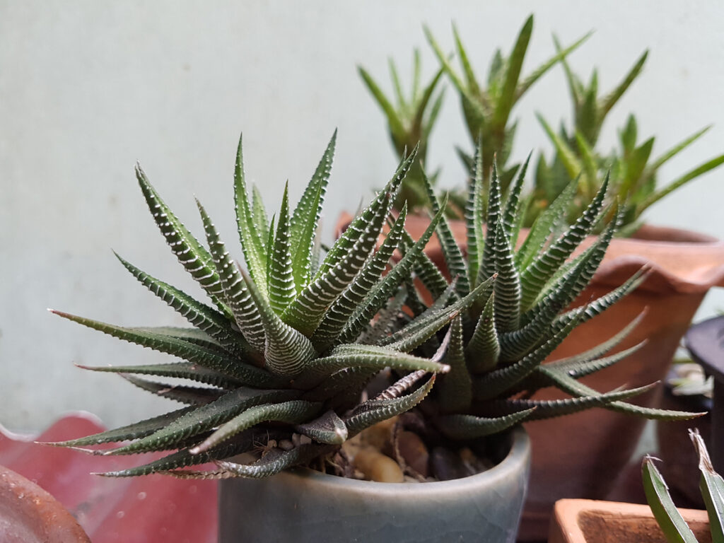 Zebra Haworthia-pot in het kwekerijhuis, wachtend op planten in de tuin