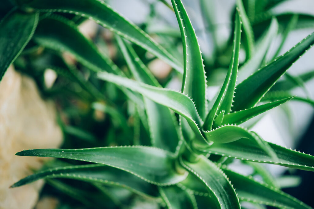 Groene Aloë Vera plant