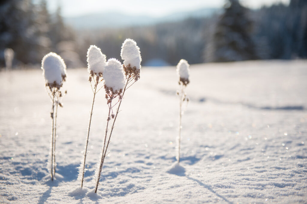 Winterhard boompje op stam bedekt met een laagje sneeuw