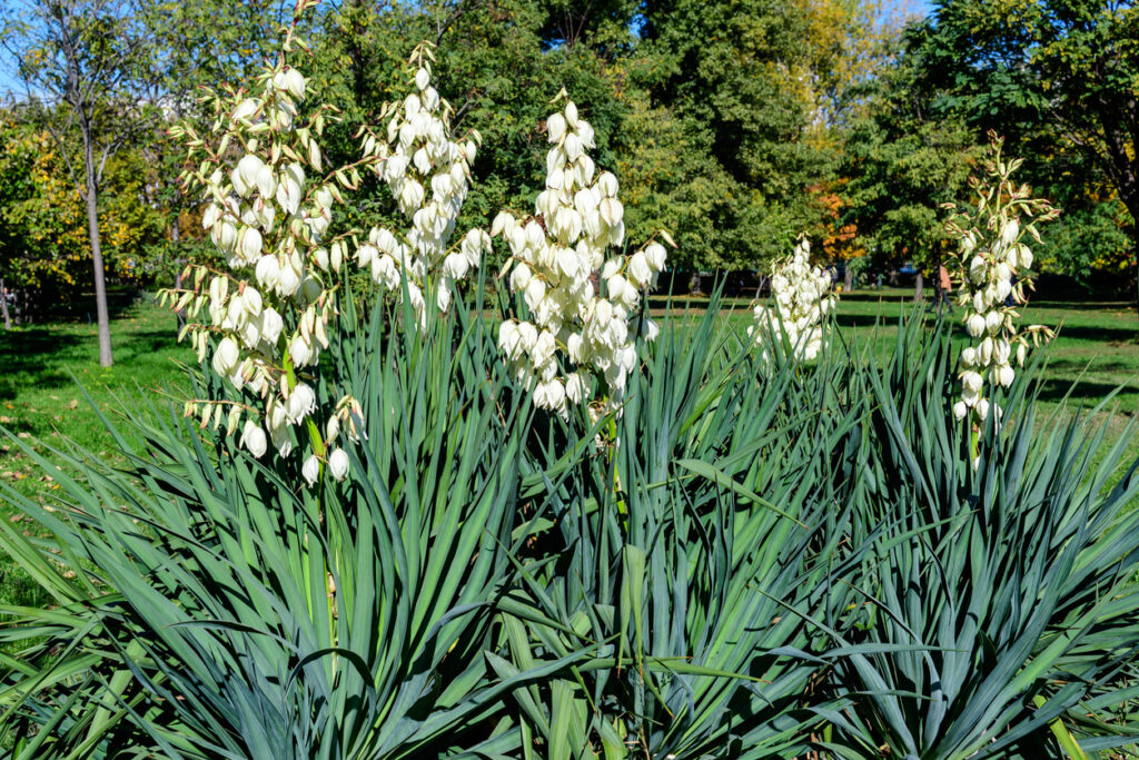 Water geven aan een yucca plant als mogelijke oplossing voor gele bladeren.