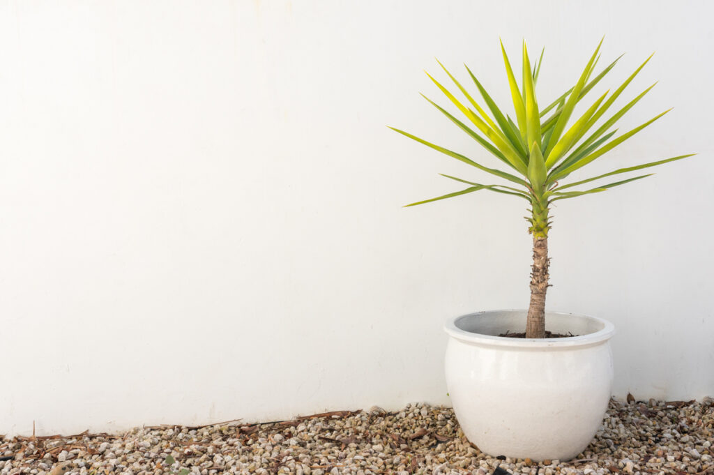 Yucca plant met opvallende gele bladeren in een pot