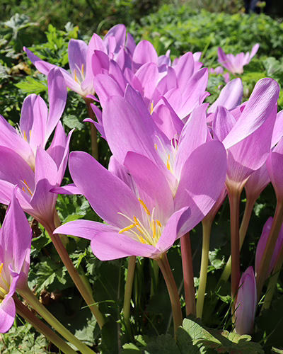 Colchicum