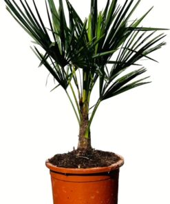 Tropictrees - Palmboom - Trachycarpus Fortunei - Plant - Winterhard - Pot ⌀ 30cm - Hoogte ca. 100cm