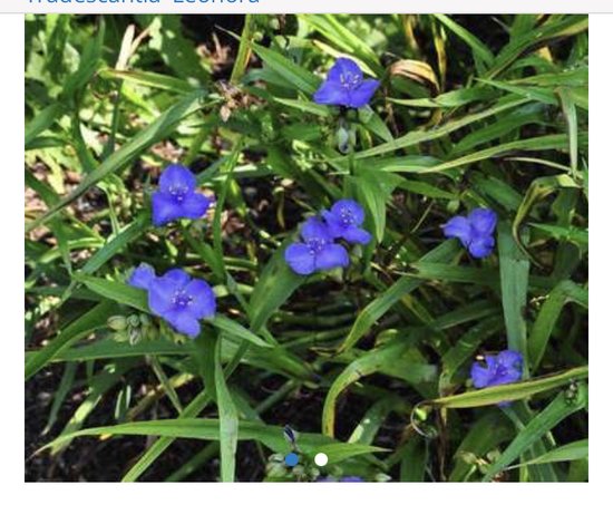 6 x Tradescantia 'Leonora' - EENDAGSBLOEM, VADERPLANT - pot 9 x 9 cm