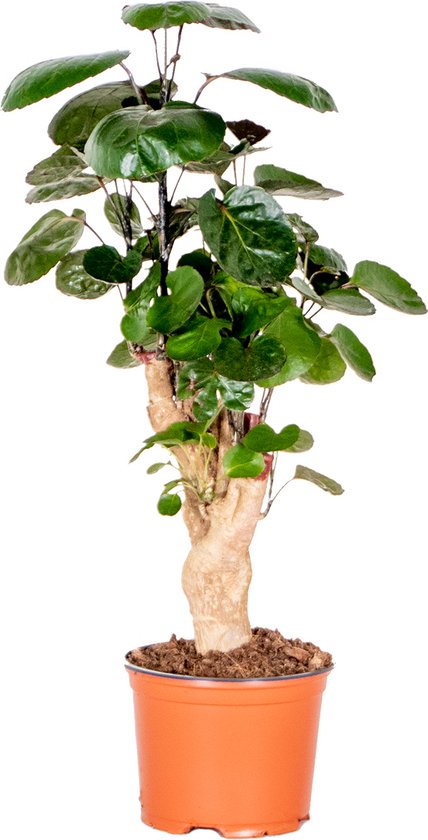 Bloomique - Polyscias Fabian - Aralia - Kamerplanten - Luchtzuiverend - Diervriendelijk - Gemakkelijk in onderhoud - 30-40 cm Hoog - Pot 12 cm
