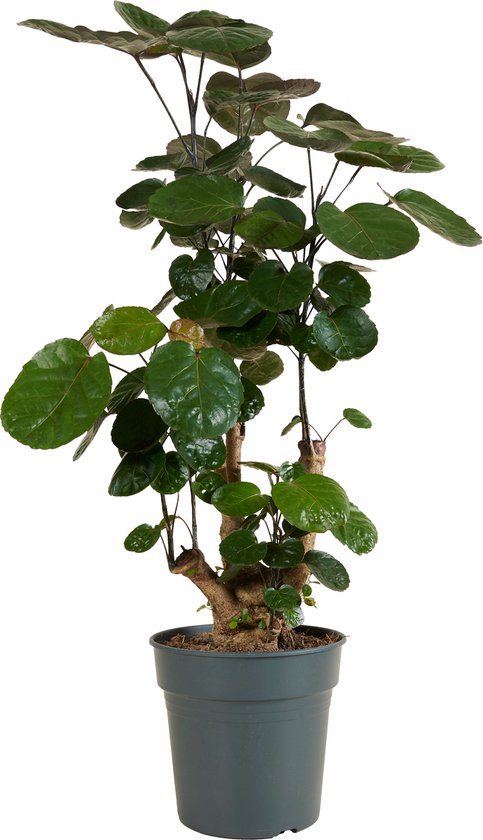 Bloomique - Polyscias Fabian - Aralia - Kamerplanten - Luchtzuiverend - Diervriendelijk - Gemakkelijk in onderhoud - 80-100cm Hoog - Pot 21cm