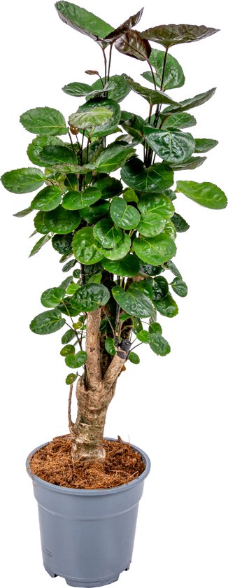 Bloomique - Polyscias Fabian - Aralia - Kamerplanten - Luchtzuiverend - Diervriendelijk - Gemakkelijk in onderhoud - 50-60 cm Hoog - Pot 17 cm