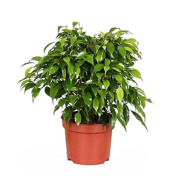 Ficus Benjamina 'Green Kinky' - P12