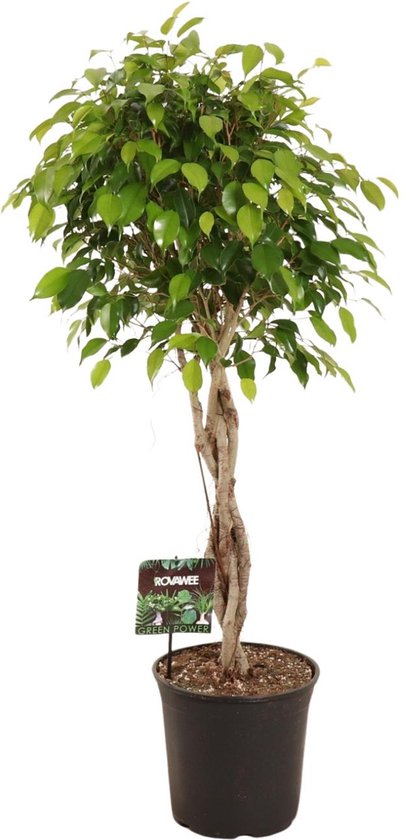 Plantenboetiek.nl | Ficus Benjamina Exotica - Ø27cm - 110-120cm hoog - Kamerplant - Groenblijvend