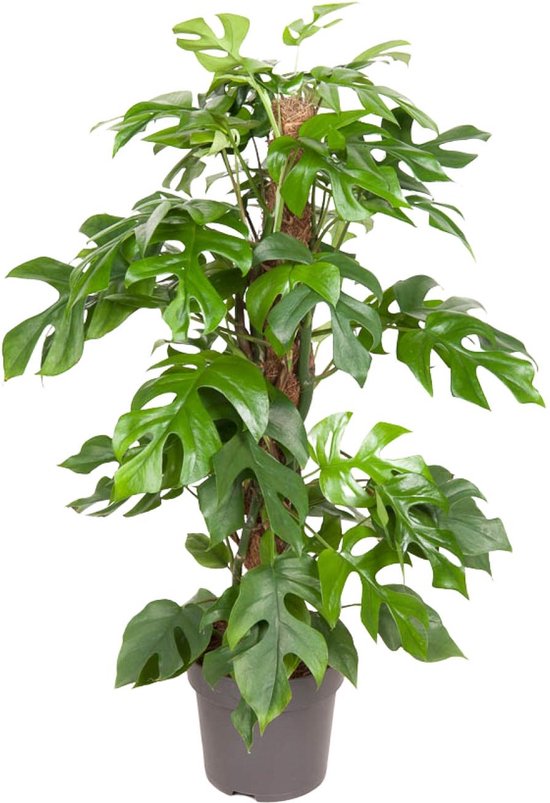 Plantenboetiek.nl | Monstera Minima - Ø19cm - 70-80cm hoog - Kamerplant - Groenblijvend