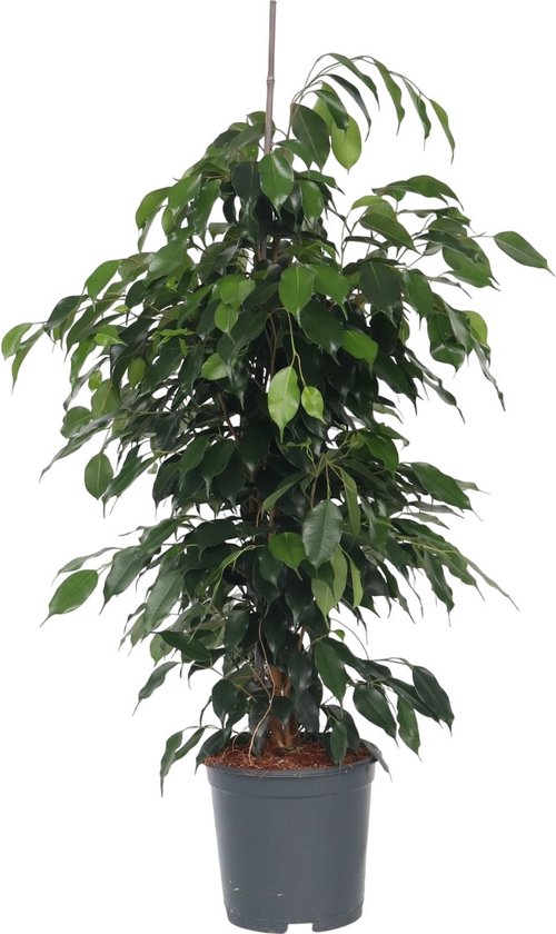 Plant in a Box - Ficus benjamina Danielle - Echte Kamerplant Groot - Vioolplant - Pot 21cm - Hoogte 100-110cm