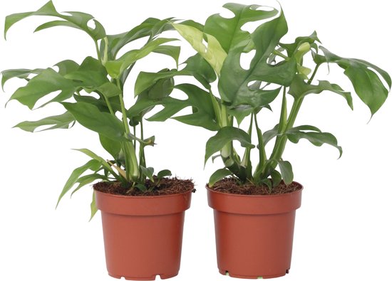 Plant in a Box - Rhaphidophora Tetrasperma - Set van 2 - Monstera minima - Groene kamerplant - Pot 12cm - Hoogte 20-30cm
