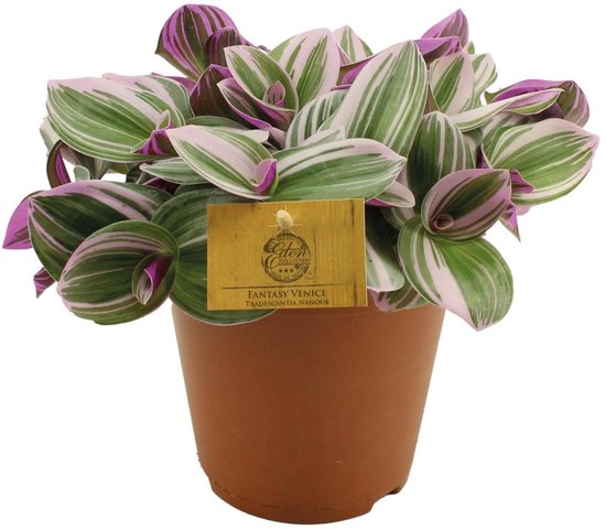 Tradescantia Nanouk-40cm -Ø14