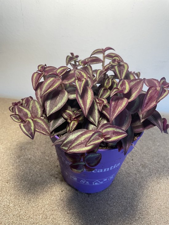 Tradescantia Purple Passion - Tradescantia
