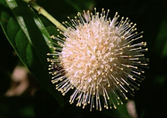 2 x Cephalanthus occidentalis - Kogelbloem , Kogelstruik 30- 40 cm in pot