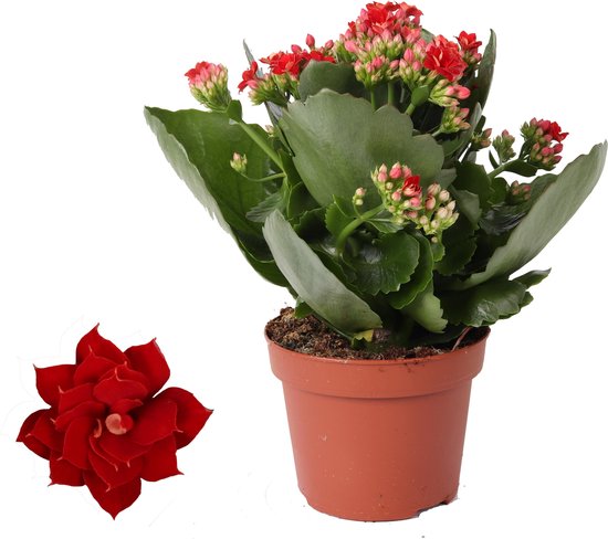 4 stuks De Kalanchoë, Kleur Rood, Vetplant, Kalanchoe Rosalina Don Justino Rood - Ø12cm - 25cm