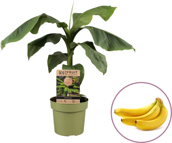 Bananenplant Musa Basjoo - hoogte 60-70cm - winterhard