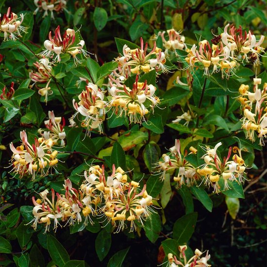 Bloomique - Lonicera Henryi - Kamperfoelie - Oranje, Rood - Klimplanten - Tuinplanten - Winterhard - Groenblijvend - 50-70 cm Hoog - Pot 15 cm