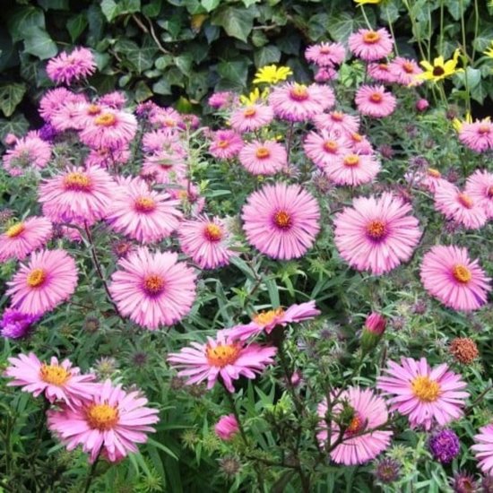 Bosaster / Herfstaster (Aster dumosus / aster novi belgii) - Aster dumosus Jenny - Herfstaster - Vaste planten - Bijen-Vlinders