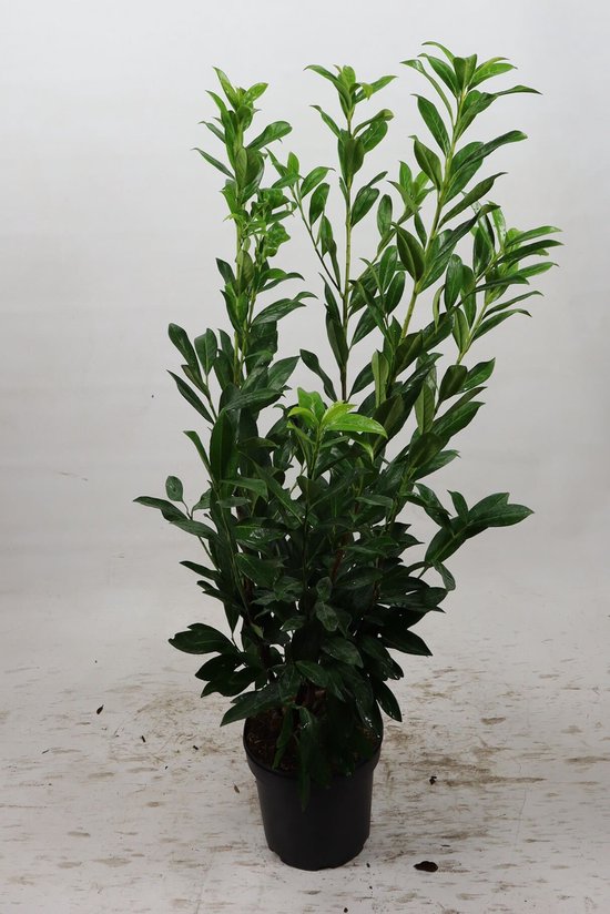 Laurier 'Caucasica' 100-125 cm (in pot) - Prunus l. 'Caucasica' - Ø26 cm