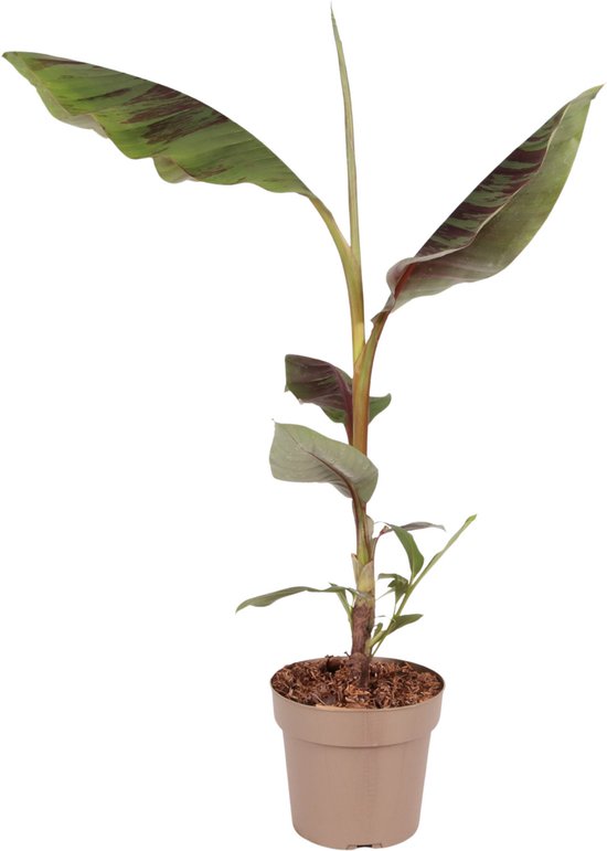 Plant in a Box - Rode bananenplant - Musa sikkimensis Ever Red - Hoogte 55-70cm - Pot 21cm - Tropische kuipplant