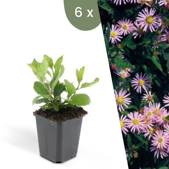 Plants by Frank | 6 Asterplanten | Aster ageratoides 'Asran' | Winterharde bodembedekker planten | tuinplanten | Winterharde vaste planten meerjarig | Winterharde tuinplanten