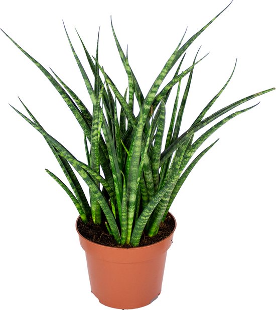 Bloomique - Sansevieria Fernwood Punk - Vrouwentong - Kamerplanten - Luchtzuiverend - Zeer Gemakkelijk te Verzorgen - 20-30 cm Hoog - Pot 12 cm