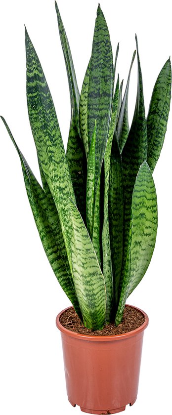 Bloomique - Sansevieria Zeylanica - Vrouwentong - Kamerplanten - Luchtzuiverend - Zeer Gemakkelijk te Verzorgen - 50-70 cm Hoog - Pot 17 cm