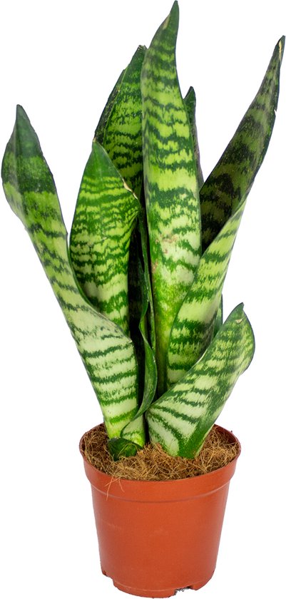 Bloomique - Sansevieria Zeylanica - Vrouwentong - Kamerplanten - Luchtzuiverend - Zeer Gemakkelijk te Verzorgen - 30-40 cm Hoog - Pot 12 cm