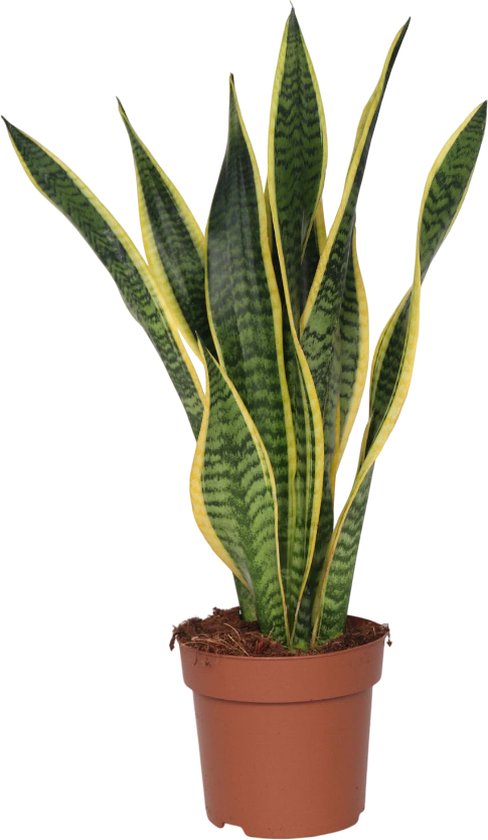 Plant in a Box - Sansevieria Laurentii - Makkelijke Kamerplant - Vrouwentong - Pot 17cm - Hoogte 60-70cm