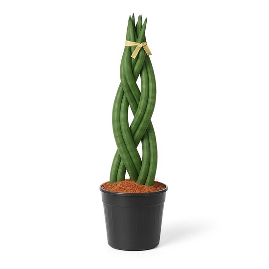 Sansevieria Cylindrica – Vrouwentong – Kamerplant – Luchtzuiverend & Weinig Water Nodig – Hoogte 40cm - Pot Ø10,5cm – Voor Woonkamer of Kantoor – Makkelijk te Verzorgen – Plant