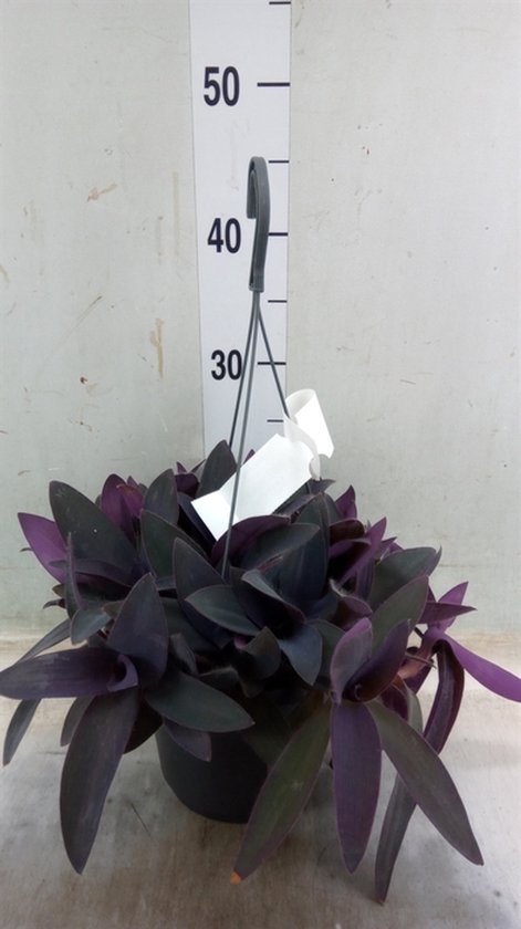 Sproution Tradescantia pallida 'Purple Heart' - Potmaat 17cm - Luchtzuiverende Kamerplant - Plant binnen