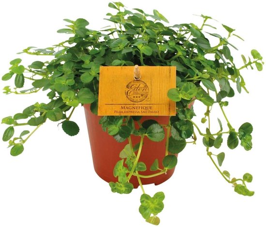 Pilea Depressa Sao Paulo -20cm -Ø12 Groene Kamerplant