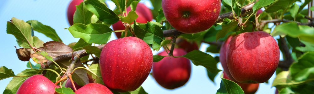 appelboom snoeien